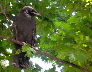 Notice the blue eyes, and tan bill and feet.  While this fledgie is completely flighted its parents will still defend it if you get too close. 