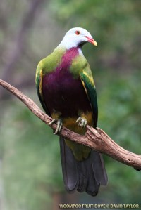 fruit-dove.woompoo