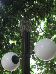 The Barred Owl often found hanging around our office on campus