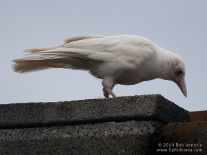 A complete leucistic crow.  What makes it leucistic and not albino?  The colored irises.  