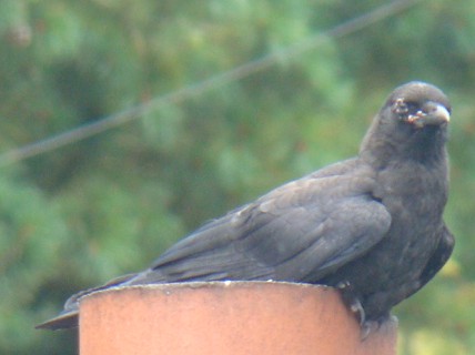 Is Avian Pox Contagious: Essential Facts Every Bird Owner Must Know