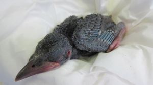 Actual baby crow