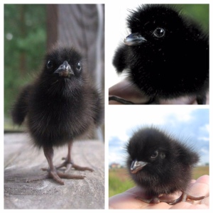 These are not baby crows.  
