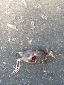 I came across this grizzly scene while conducting research in Bellevue.  An adult robin calling frantically while a crow munched on one of its young.  Later that same week I would watch of pair of adult crows chase hopelessly after a cooper's hawk that had taken one of their offspring.   