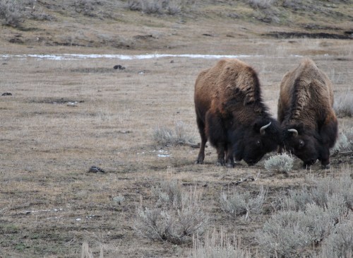 A couple of bison playfully testing each other