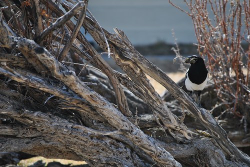 A bill-load of mud to finish off lining the nest