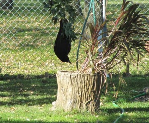 A crow just hanging out 