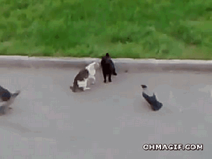 crow-enjoying-catfight