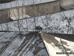 funny-crow-snow-house-roof