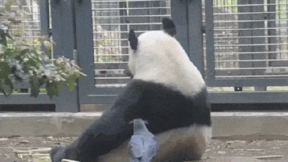 panda.gif