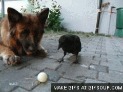 Play gif.gif