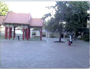 My unwelcome field participant spicing up my morning with some drug induced cartwheels