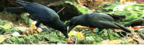 A female Aga and fledgling do some exploring. Photo: Matt Henschen