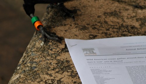 Thank you to GO who was one of my original test subjects and who continues to be a regular source of friendship and delight.