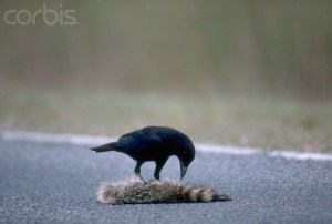 Photo: W. Perry Conway/CORBIS