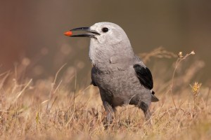 Photo: Minnesota Birder