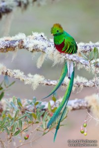 Resplendent_Quetzal_091130_7970