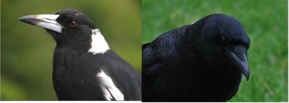 Magpie Variants Australian Magpie Family