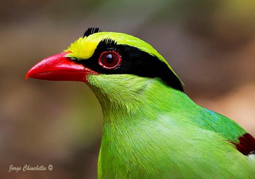 15918539291_e435f7b6f4_z