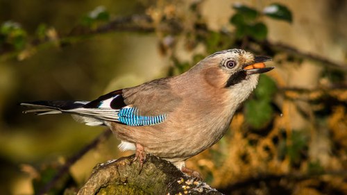 16285055912_facafd2544_z