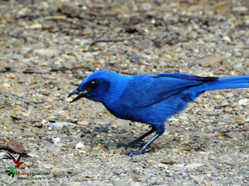 16443583870_bccb15d51e_z