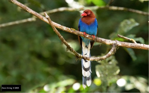 shr-lank-blue-magpie
