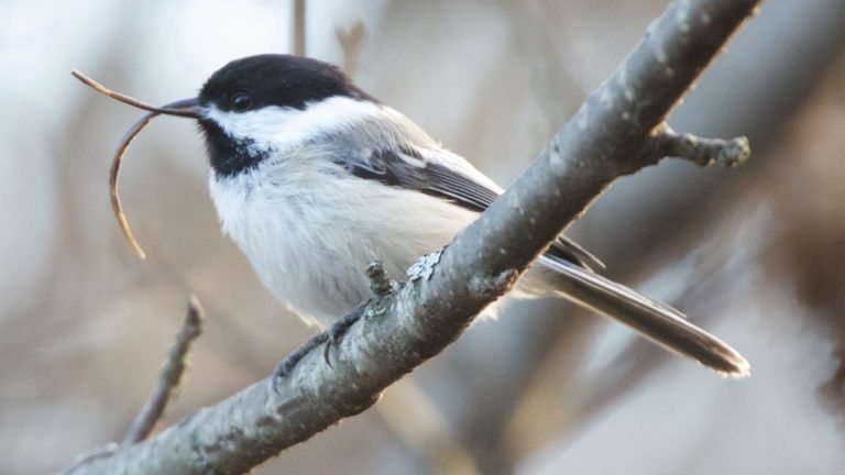 black-capped_chickadee_in_homer_alaska_c_martin_renner-768x432