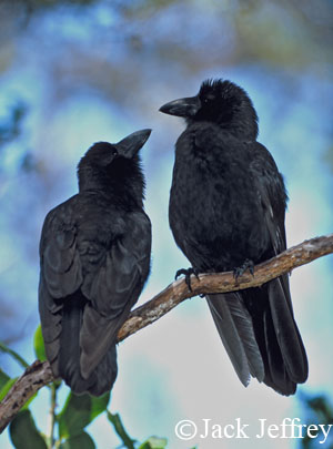 Alala, Corvus hawaiiensis, Hawaiian Crow, endangered