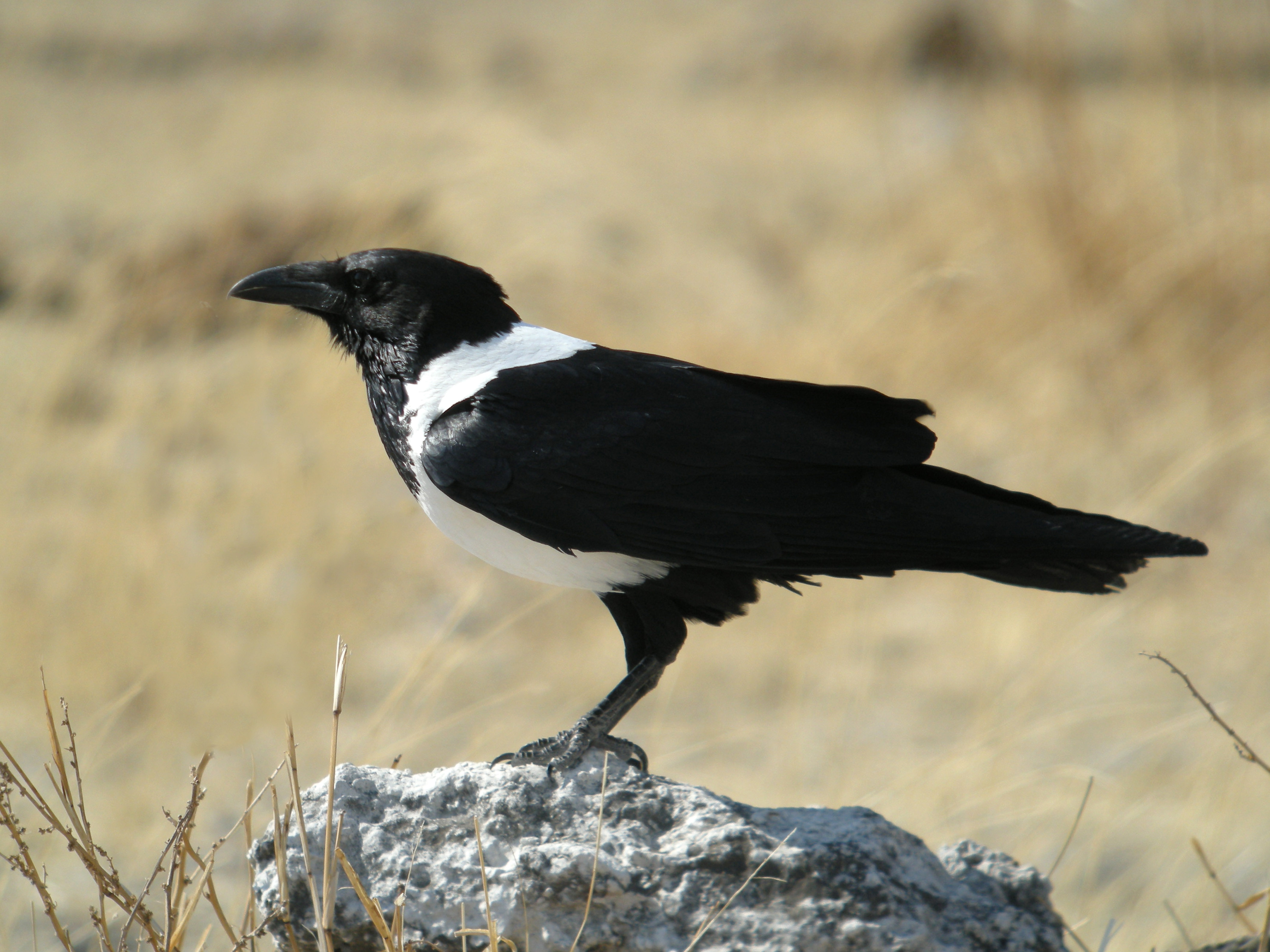 corvus_albus_-etosha_national_park_namibia-8