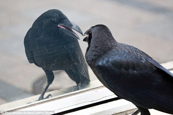 Crow mirror test experiment