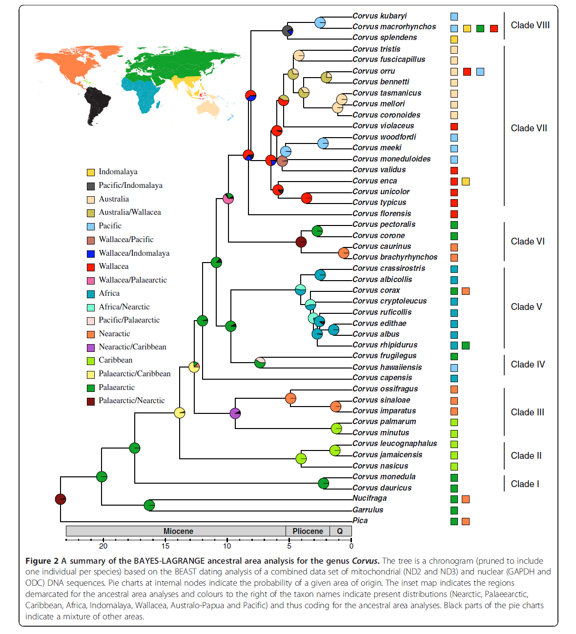 Crow phylogeny
