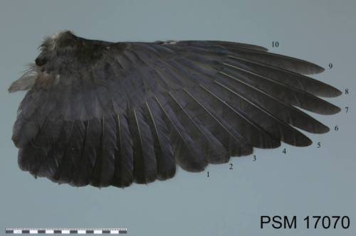 Crow wing