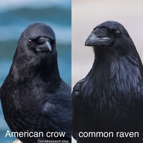 Crow v raven
