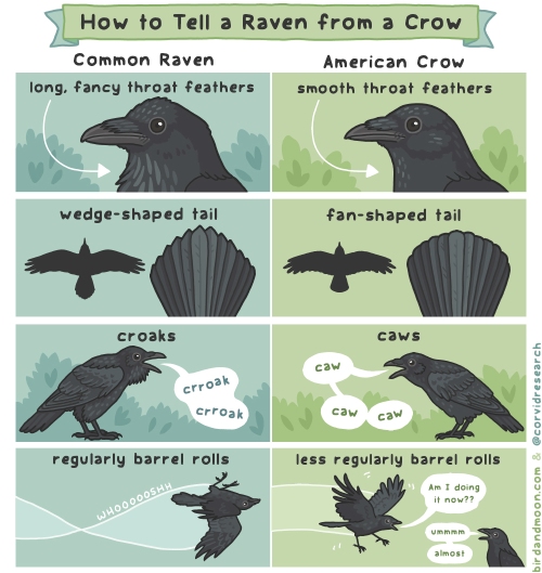 raven vs crow